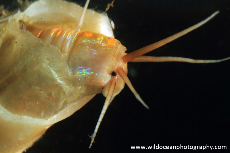 IDD004: Eunice norvegicus - Deep Sea Species