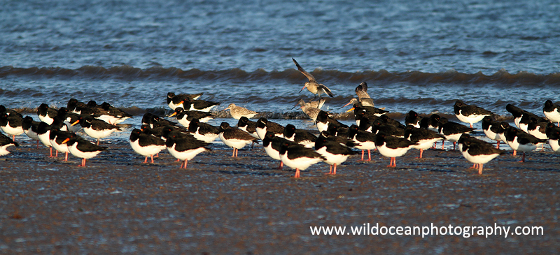 SWB014: Shorebirds - Waders