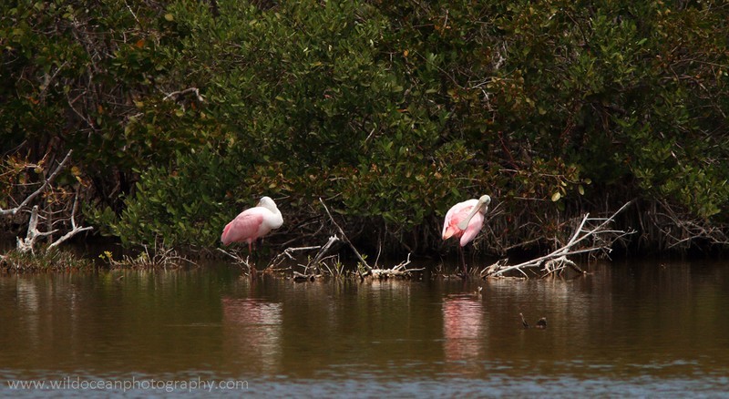 FLB021: Roseate Spoonbills - Birds
