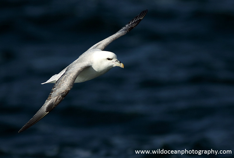 SBF004: Fulmar in Flight - Fulmars