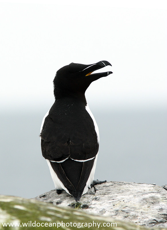 SBA021: Razorbill - Auks