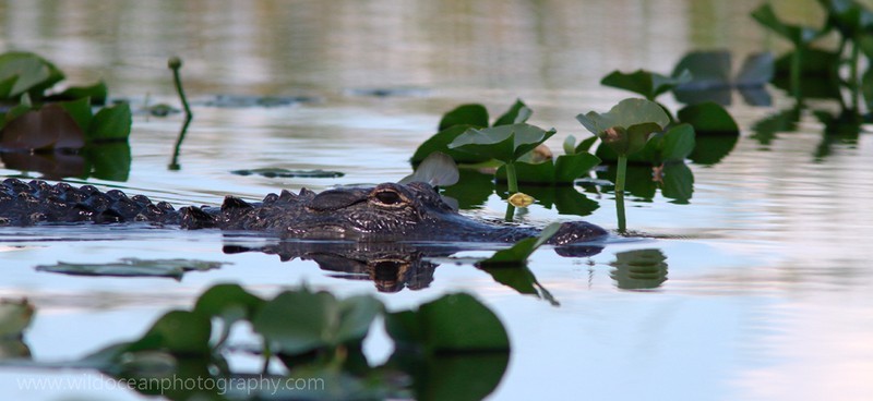 FLR003: American Alligator - Reptiles