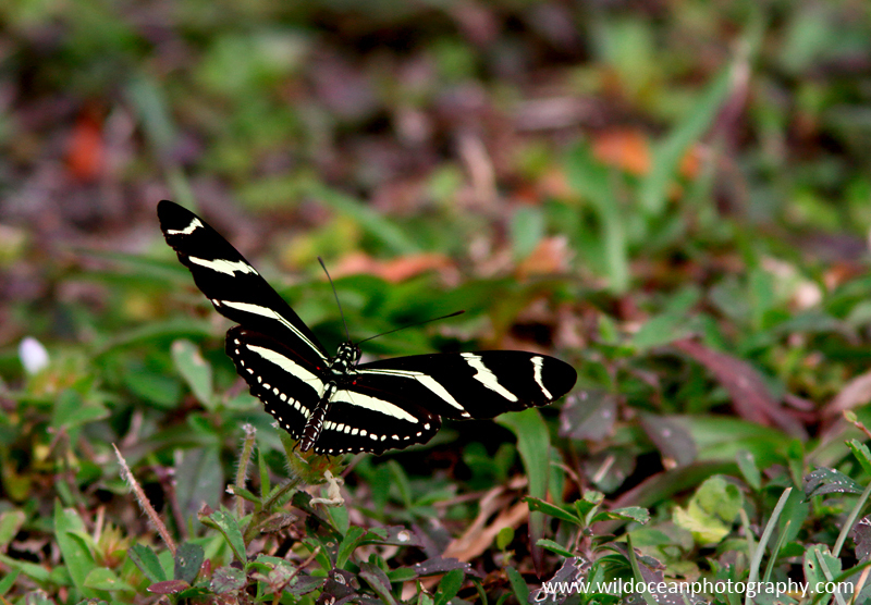 FLI004: Zebra longwing butterfly - Insects & Invertebrates