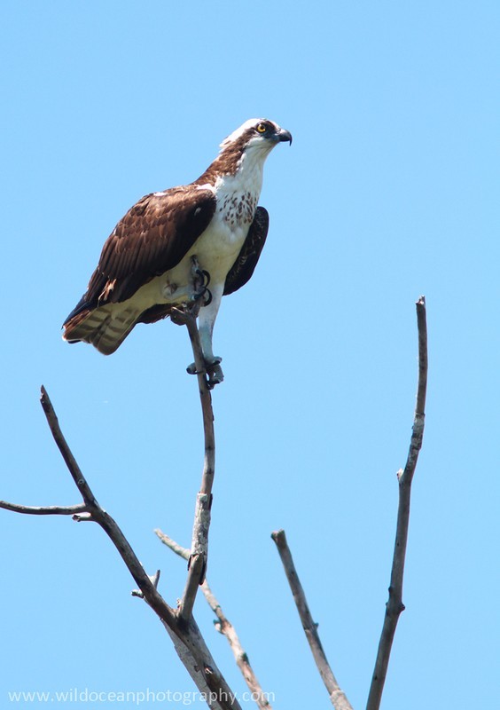 FLB048: Osprey - Birds