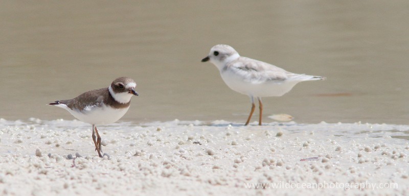 FLB039: Plovers - Birds