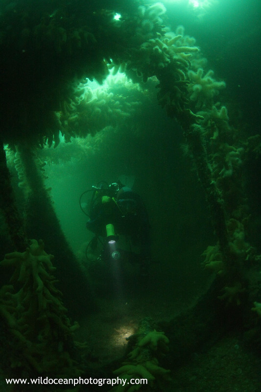 USW001: Endeavour - Shipwrecks and Divers