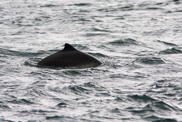 WDP001: Harbour porpoise - Whales, Dolphins and Porpoise