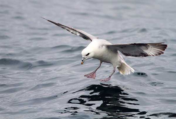 SBF006: Landing - Fulmars