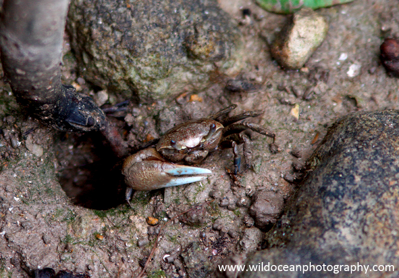 FLI005: Fiddler Crab - Insects & Invertebrates