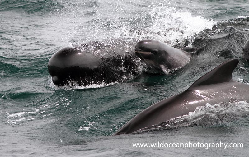 WDP014: Pilot Whale Family - Whales, Dolphins and Porpoise