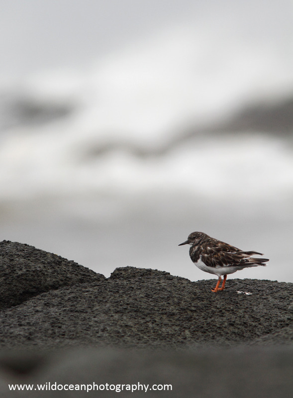 SWB017: Turnstone - Waders