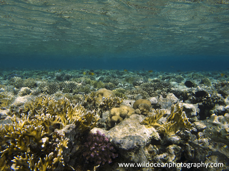 RS007: Reef flat