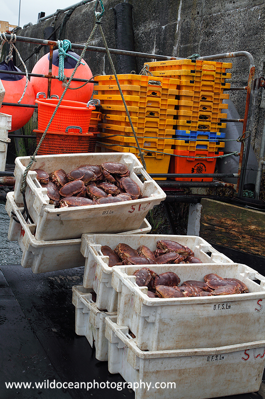 HCF010: Landing crabs - Creel (Trap) Fisheries