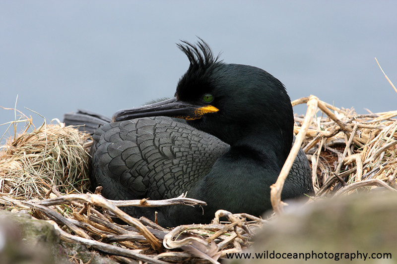 SBC014: Nesting shag - Shags and Cormorants