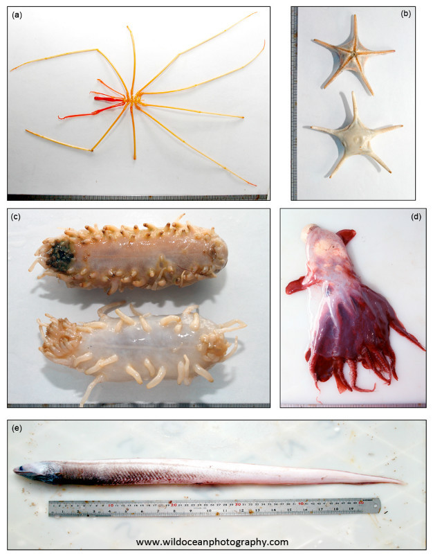 IDD001: Deep-Sea 1 - Deep Sea Species