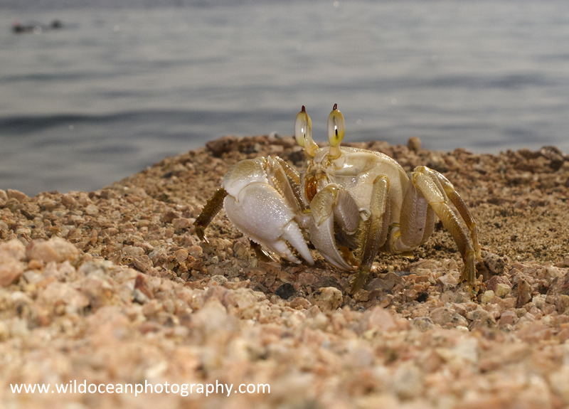 RS013: Ghost Crab - Red Sea / Sinai Peninsula