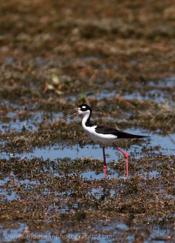 FLB010: Black-necked stilt - Birds