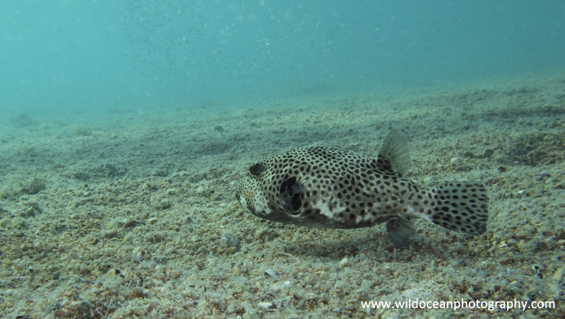 RS022: Pufferfish - Red Sea / Sinai Peninsula