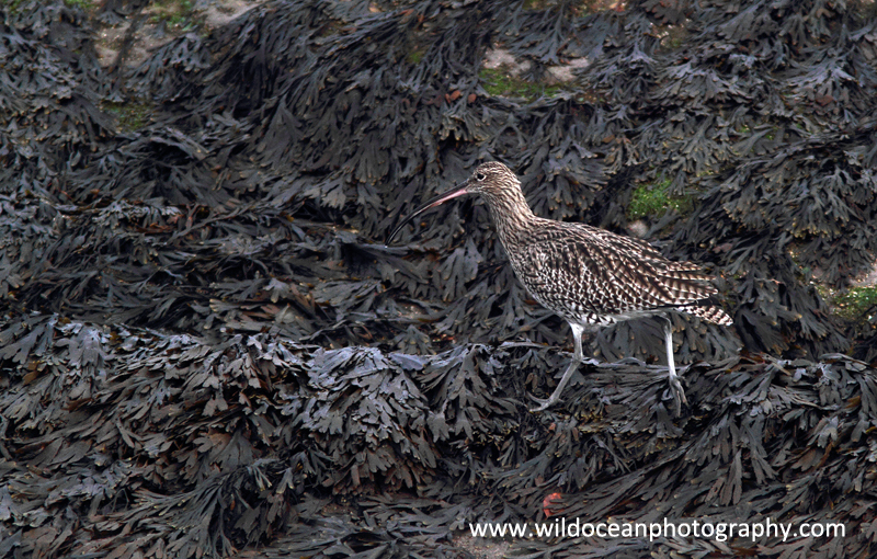 SWB013: Curlew - Waders