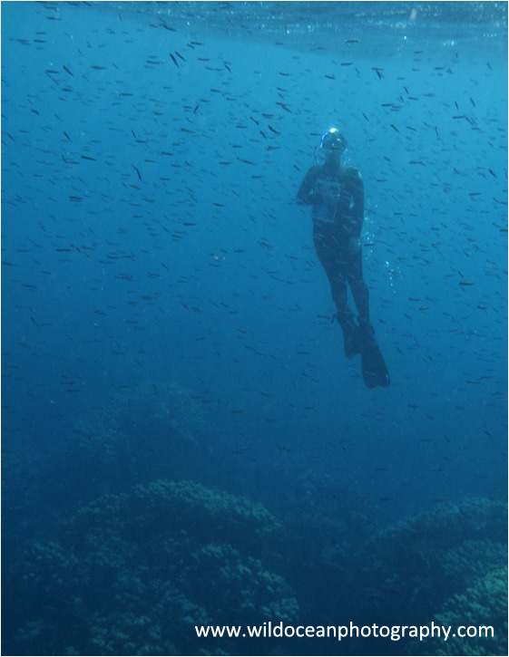 RS027: Snorkeller - Red Sea / Sinai Peninsula