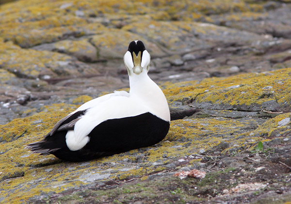 SBD006: Eider Drake - Ducks, Swans & Geese