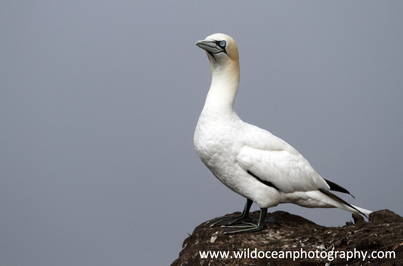 SBG061: Adult gannet - Gannets