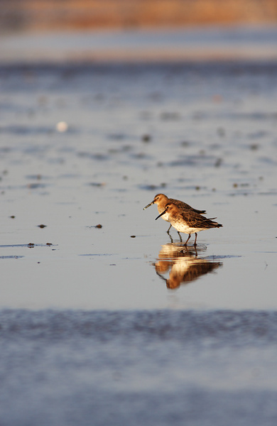SBW004: Dunlin Pair - Waders