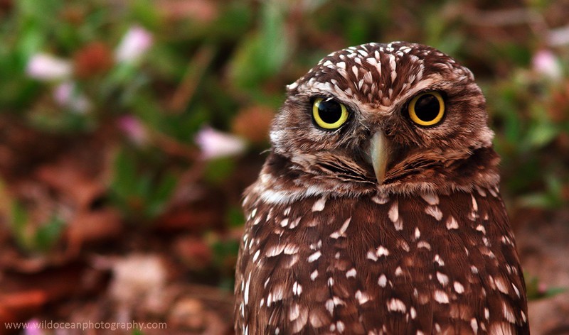 FLB051: Burrowing owl - Birds
