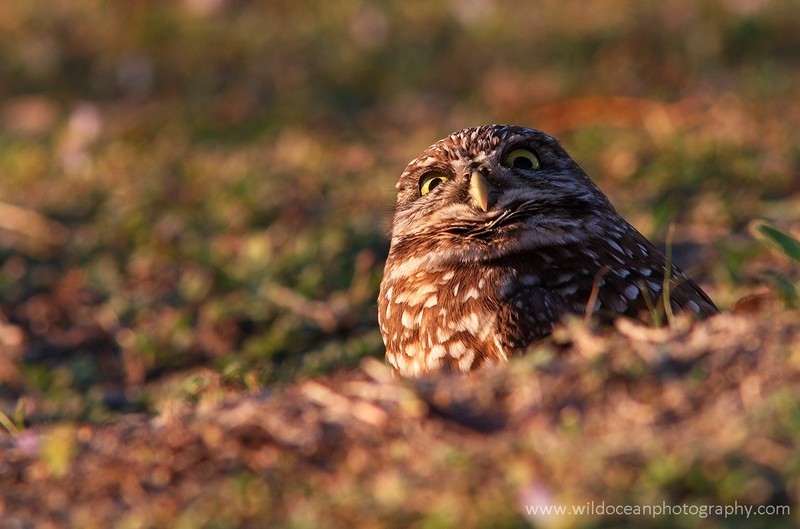 FLB052: Burrowing owl - Birds