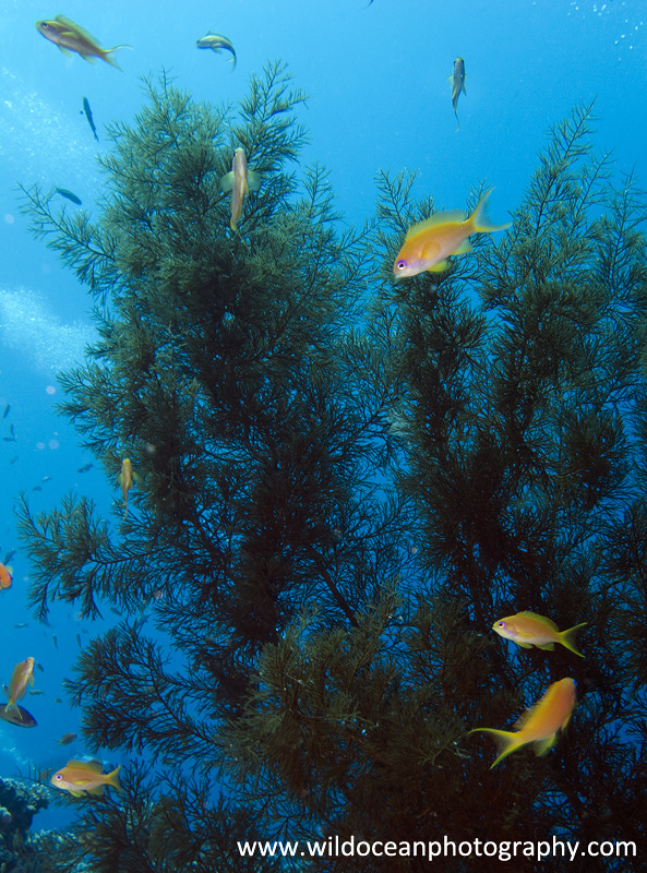 RS012: Anthias in tree - Red Sea / Sinai Peninsula
