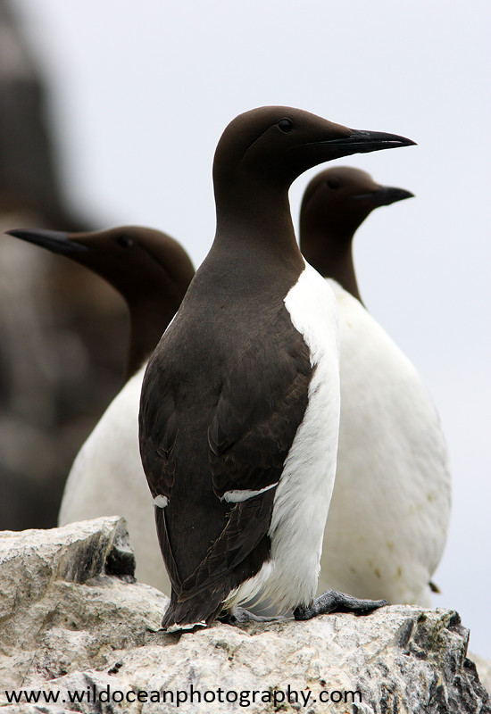 SBA005: Three guillemots - Auks
