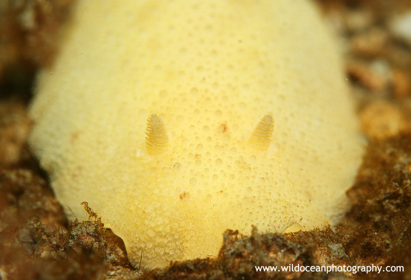 UML015: Sea Lemon - Marine Life