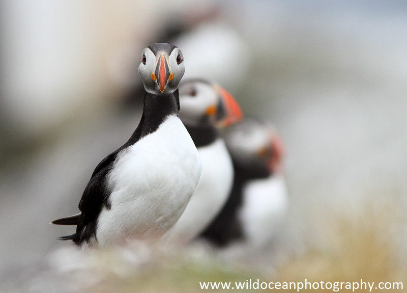 SBA014: Puffins on a wall - Auks