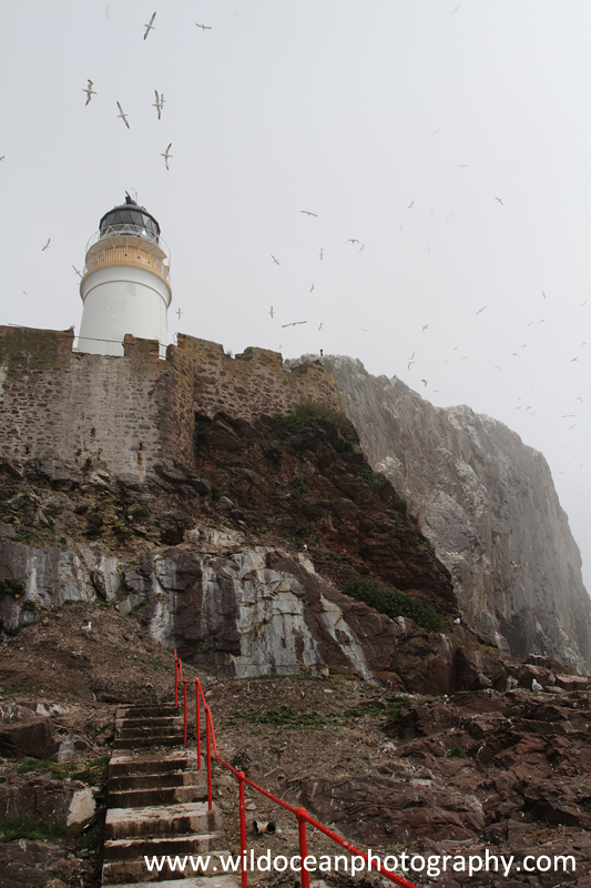 SBG062: Bass Rock & lighthouse - Gannets