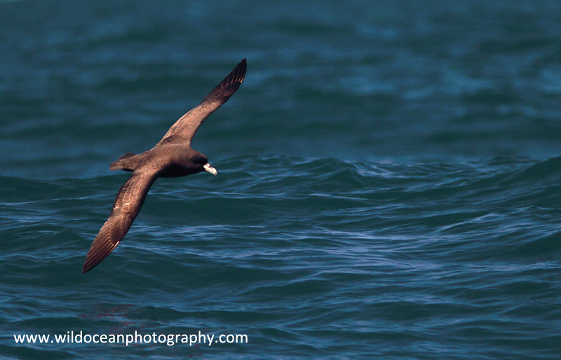 NZ024: Sooty Albatross - New Zealand (Wellington & South Island)