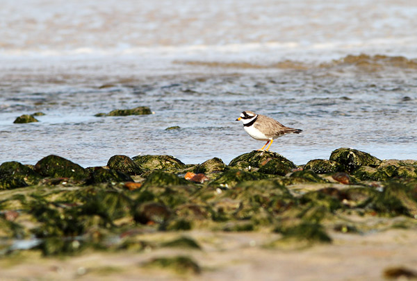 SBP002: Ringed Plover - Plovers