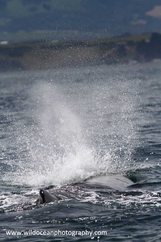 NZ026: Sperm whale blow - New Zealand (Wellington & South Island)
