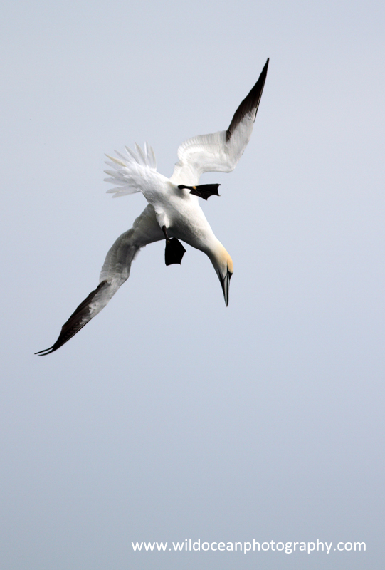 SBG005: Diving - Gannets