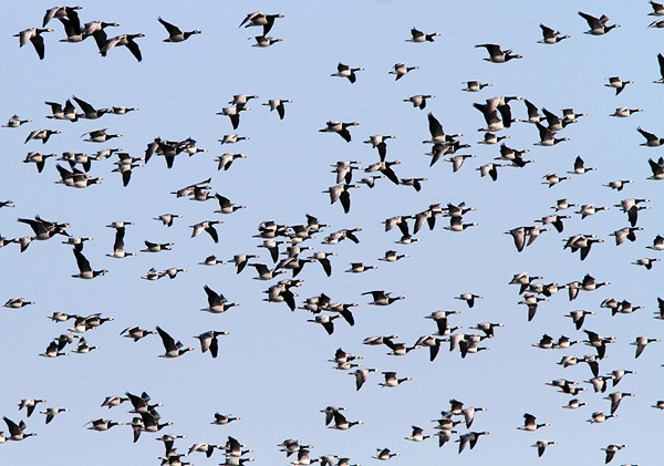 SBD001: Barnacle Geese - Ducks, Swans & Geese