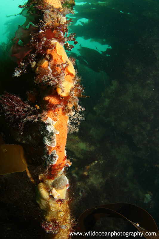 UML002: World on a kelp stem - Marine Life