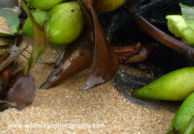 ANG012: Hyacinth crab - Angola (W. Africa)