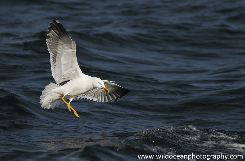 SBG003: Black-backed gull - Gulls and Kittiwakes