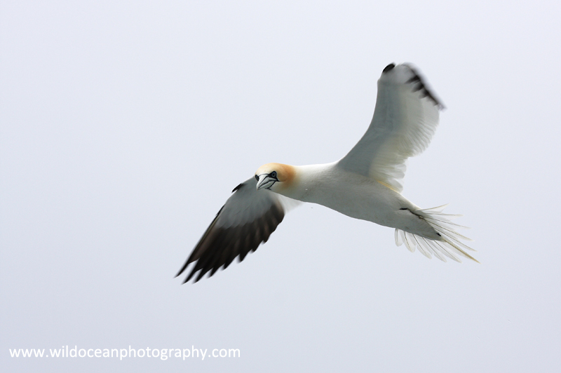SBG013: Gannet in Flight - Gannets