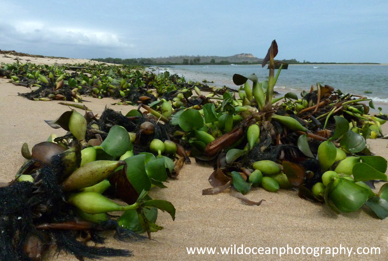ANG020: Water hyacinth - Angola (W. Africa)