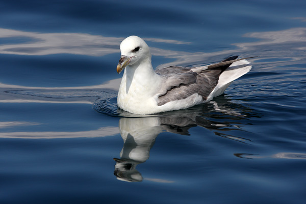 SBF007: Portrait - Fulmars