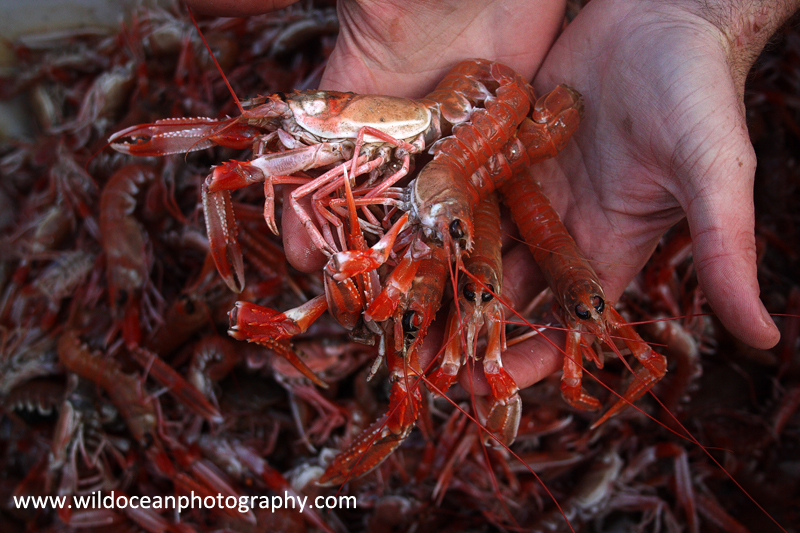HTF003: Langoustines - Trawl Fisheries