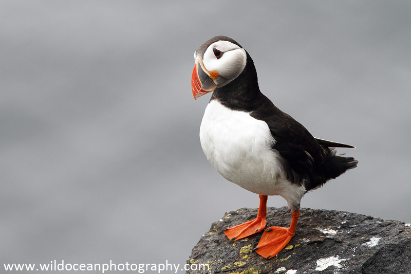 SBA015: Puffin portrait - Auks