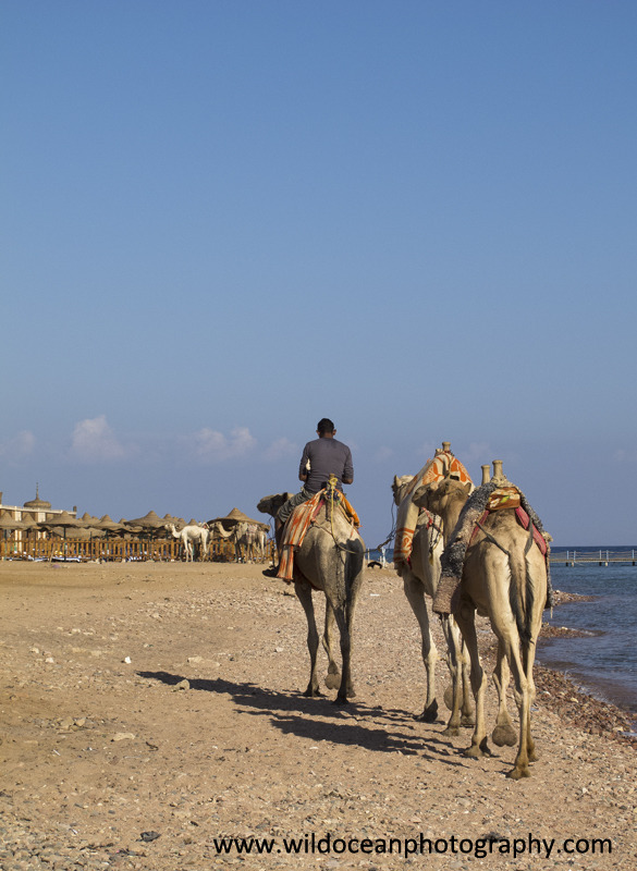 RS004: Camels - Red Sea / Sinai Peninsula