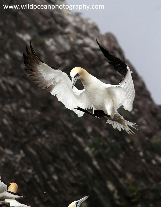 SBG056: Landing - Gannets