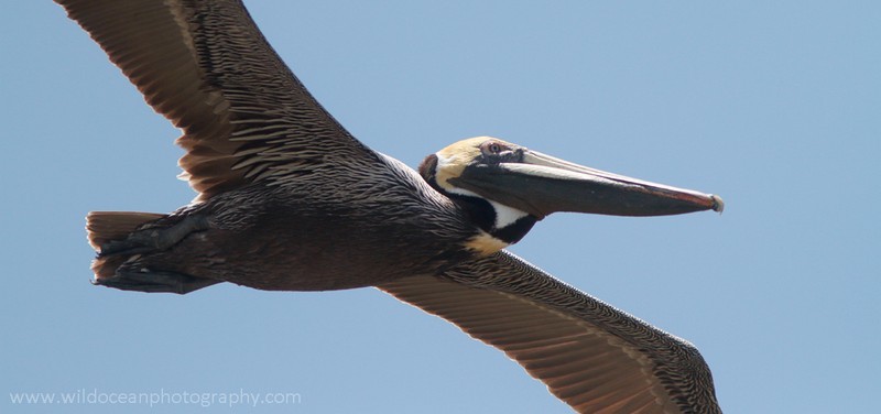 FLB035: Brown pelican - Birds